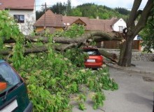 Kwikfynd Tree Cutting Services
medindiegardens