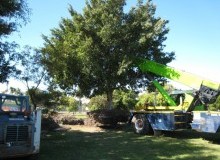Kwikfynd Tree Management Services
medindiegardens